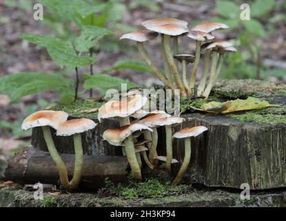 Pilze wachsen auf einem Baumstamm von Moos im Herbst Wald bedeckt. Stockfoto