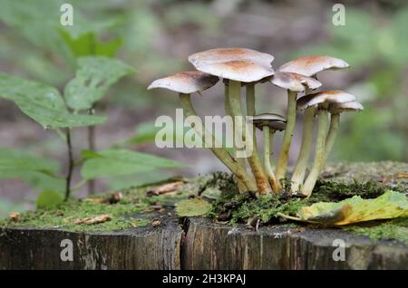 Pilze wachsen auf einem Baumstumpf im Wald, an einem regnerischen Tag. Stockfoto