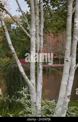 Nahaufnahme der Rinde einer mehrstämmigem Betula utilis var. jacquemontii Doorenbos im Herbst. Stockfoto