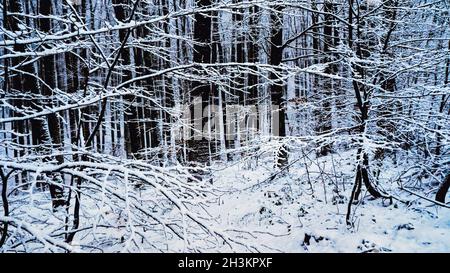 Fabelhaftes Licht der Sonnenstrahlen auf einem verschneiten Hintergrund im Winterwald. Magische weiße Wintermärchen im Wald. Stockfoto