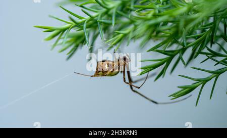 Ostasiatische Joro-Spinne auf einem Spinnennetz mit grünem Pinienwald Hintergrund. Stockfoto