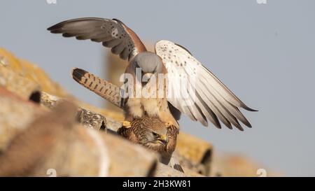 Kleiner Turmfalke Stockfoto