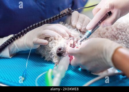 Veterinärzahnmedizin. Zahnarzt Chirurg Tierarzt behandelt und entfernt die Zähne eines Hundes unter Narkose auf dem Operationstisch Stockfoto