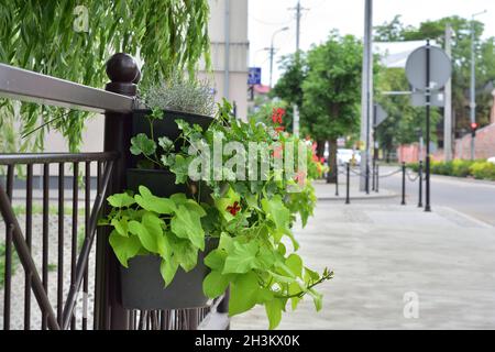 Blumen in einem Blumenbett, die an einem sonnigen Tag an einem Brückengeländer hängen. Stockfoto