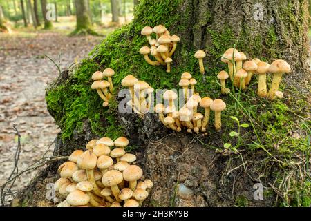 Schwefeltuft-Pilze (Hypholoma fasciculare) oder Toadstools, die im Herbst in Laubwäldern am Boden eines reifen Baumstamms wachsen, England, Großbritannien Stockfoto