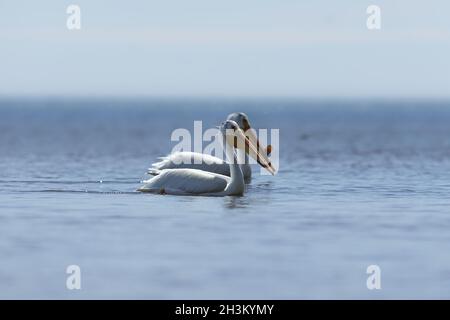 Amerikanischer weißer Pelikan, See in Wisconsin Stockfoto