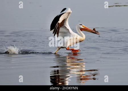 Amerikanischer weißer Pelikan, See in Wisconsin Stockfoto