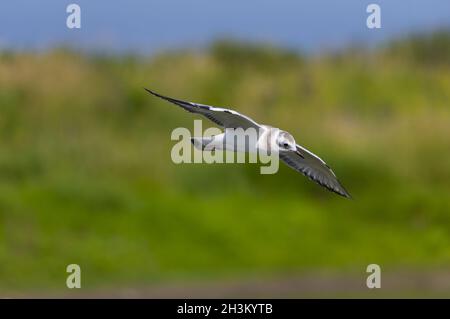 Bonaparte-Möwe (Chroicocephalus philadelphia) ist die kleinste der Möwenarten. Stockfoto