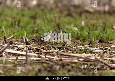 Der Kurzschnabel-Mitgipper (Limnodromus griseus) Stockfoto
