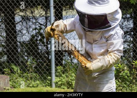 Der Imker prüft die Wabe Stockfoto