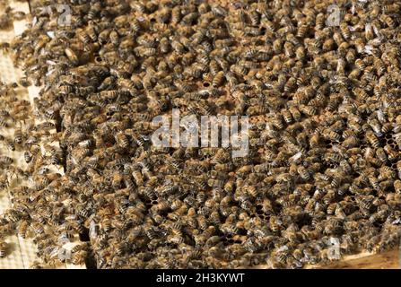 Der Imker prüft die Wabe Stockfoto