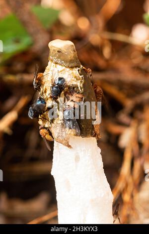 Gewöhnlicher Stinkhorn-Pilz (Phallus impudicus) mit vielen Fliegen, die sich darauf ernähren, angezogen vom üblen Geruch, britischem Wald im Herbst. Stockfoto