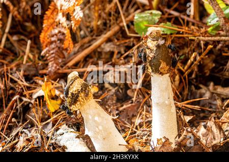 Gewöhnlicher Stinkhorn-Pilz (Phallus impudicus) mit vielen Fliegen, die sich darauf ernähren, angezogen vom üblen Geruch, britischem Wald im Herbst. Stockfoto