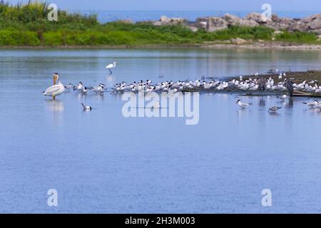 Die Herde der kaspischen Seeschwalbe mit amerikanischem Weißpelikan und Weißreiher auf dem Lake michigan. Stockfoto