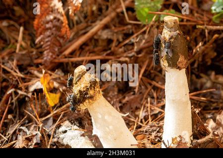 Gewöhnlicher Stinkhorn-Pilz (Phallus impudicus) mit vielen Fliegen, die sich darauf ernähren, angezogen vom üblen Geruch, britischem Wald im Herbst. Stockfoto