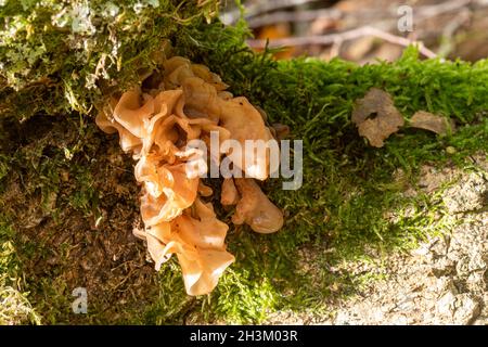 Tremella mesenterica (gebräuchliche Namen sind gelbes Gehirn, goldener Gelee-Pilz, gelber Trembler und Hexenbutter) im Herbst auf Dead Tree, Großbritannien Stockfoto