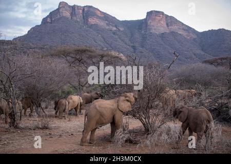 Eine Herde geretteter junger Elefanten im Reteti Elephant Sanctuary am 18. August 2021 in Samburu, Kenia. Stockfoto