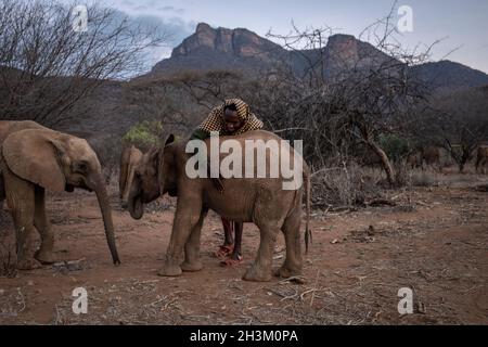 Ein Mann kümmert sich am 18. August 2021 im Reteti Elephant Sanctuary in Samburu, Kenia, um junge Elefanten. Stockfoto