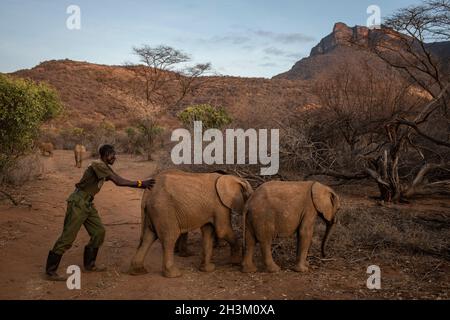 Ein Mann kümmert sich am 18. August 2021 im Reteti Elephant Sanctuary in Samburu, Kenia, um junge Elefanten. Stockfoto