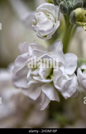 Weiße Blüten Stockfoto