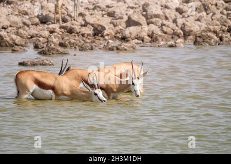 Springboks (Antidorcas marsupialis) stehen im Wasserloch. Etosha Nationalpark, Namibia, Afrika Stockfoto