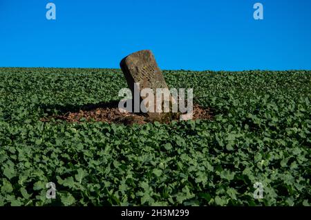 DSC8777 Stockfoto