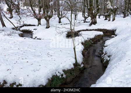 Otzarreta Buchenwald im baskenland im verschneiten Winter Stockfoto