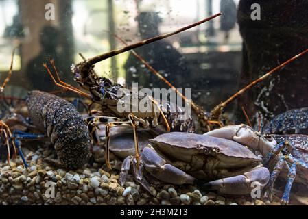 Krabben und Hummer in einem Restauranttank Stockfoto