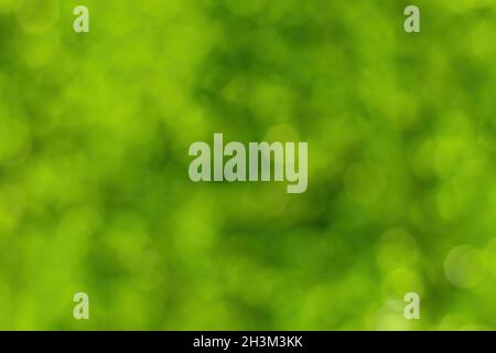 Unscharfes Bokeh-Hintergrundbild mit hellgrünem Laub im Frühjahr oder Sommer. Abstrakter Hintergrund für Design. Stockfoto