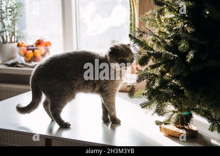 Nette schottische Falte Katze versuchen, Weihnachtsbaum zu Hause zu essen. Wie Cat Proof Weihnachtsbaum. Graue Katze, die den Weihnachtsbaum frisst Stockfoto