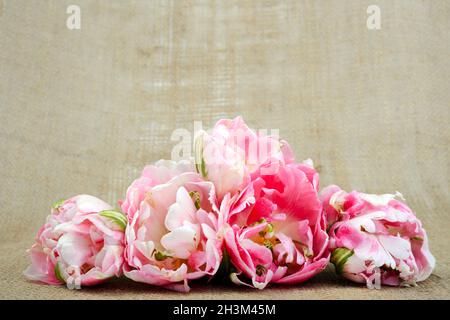 Angelique Tulpe ist eine Halbblüte, mit wenigen Blüten an jedem Stiel, die leicht geraffte Blütenblätter haben. Florales Design mit Copyspace. Stockfoto