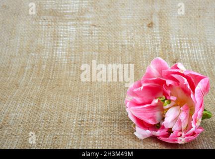 Angelique Tulpe ist eine Halbblüte, mit wenigen Blüten an jedem Stiel, die leicht geraffte Blütenblätter haben. Florales Design mit Copyspace. Stockfoto