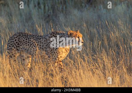 Gepard (Acinonyx jubatus) beim Wandern im Grasland. Etosha Nationalpark, Namibia, Afrika Stockfoto