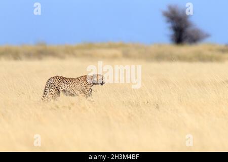 Gepard (Acinonyx jubatus) beim Wandern im Grasland. Etosha Nationalpark, Namibia, Afrika Stockfoto