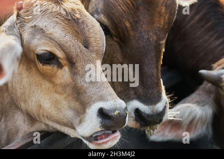 Porträt einer jungen Kuh, die an einer Krippe isst Stockfoto