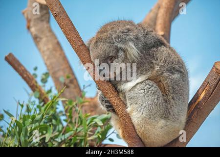 Schlafender Koala in einem Baum am Koala Creek, Longleat Safari Park, Wiltshire, Großbritannien. Stockfoto