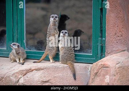 Erdmännchen im Longleat Safari Park, Wiltshire, Großbritannien. Stockfoto