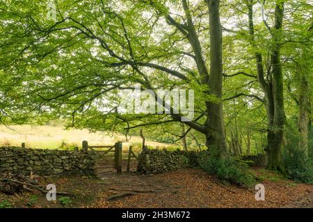 Der Rand des Mendip Lodge Wood bei Dolebury Warren an den nördlichen Hängen der Mendip Hills im Frühherbst, Upper Langford, North Somerset, England. Stockfoto