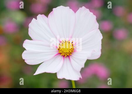 Cosmos bipinnatus 'Candy Stripe', ein weißer Kosmos mit variierender tiefrosa Färbung. VEREINIGTES KÖNIGREICH Stockfoto