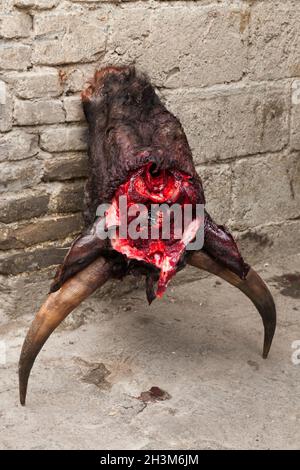 Leiter / Teile von geschlachteten / geschlachteten Tieren, wahrscheinlich Rinder / Kuhköpfe, im Verkauf an einem kleinen Straßenmarktstand in Songpan, China, VR China. (125) Stockfoto