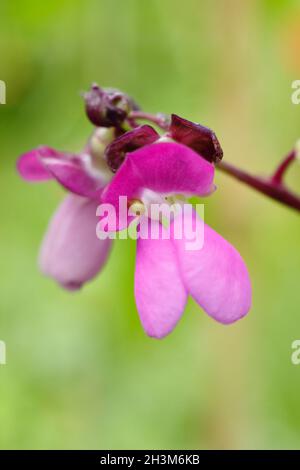 Französische Bohnenblüten. Blüten und sich entwickelnde Schoten von Phaseolus vulgaris 'Violet podded', die in einem britischen Küchengarten französische Bohnen klettern. Stockfoto