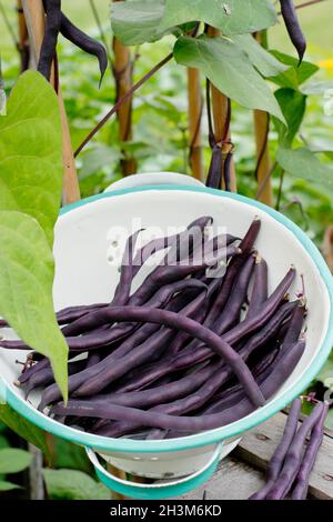 Lila französische Bohnen. Frisch gepflückter Eigenbau Phaseolus vulgaris 'Violet podded', der in einem Sieb französische Bohnen klettert. VEREINIGTES KÖNIGREICH Stockfoto
