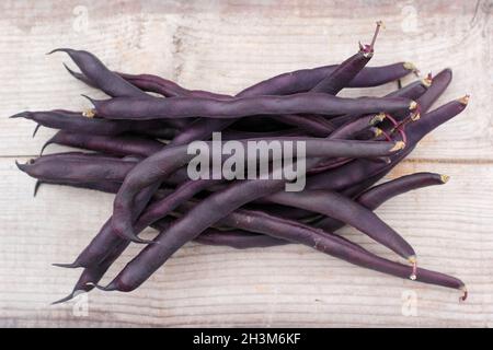 Phaseolus vulgaris. Frisch gepflückte lila Kletterbohnen auf einem Holztisch. VEREINIGTES KÖNIGREICH Stockfoto