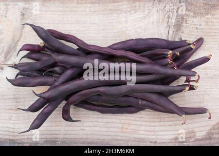 Phaseolus vulgaris. Frisch gepflückte lila Kletterbohnen auf einem Holztisch. VEREINIGTES KÖNIGREICH Stockfoto