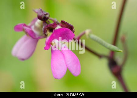 Französische Bohnenblüten. Blüten und sich entwickelnde Schoten von Phaseolus vulgaris 'Violet podded', die in einem britischen Küchengarten französische Bohnen klettern. Stockfoto