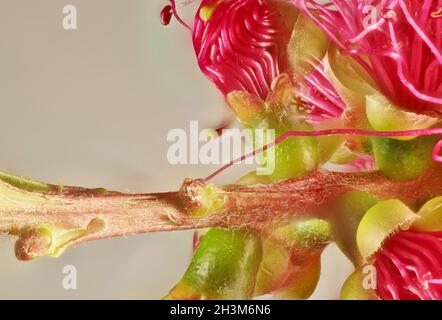 Makroansicht des Stiels und der Basis des Blütenstands der rosa Bodenbürste (Callistemon) mit auftauchenden Blüten Stockfoto