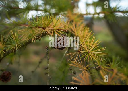 In einem natürlichen Herbstwald wächst auf dem Ast dieses Baumes eine reichliche Menge kleiner Kiefernzapfen. Stockfoto