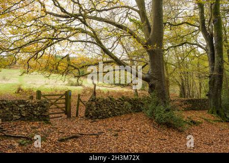 Der Rand des Mendip Lodge Wood bei Dolebury Warren an den nördlichen Hängen der Mendip Hills im Herbst, Upper Langford, North Somerset, England. Stockfoto