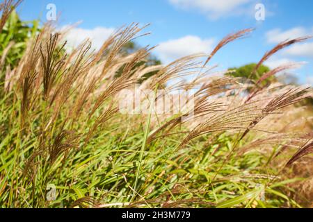 Miscanthus sinensis 'Krater' in einem Landgarten Stockfoto