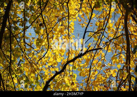 Gelbe Espenblätter (Populus tremula) gegen den blauen Himmel im Herbst. Hintergrundtapete vom Schwarzen See (Schwarzer See), Garbsen, Deutschland. Stockfoto